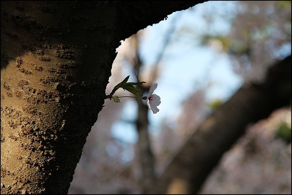 花痴看花之四月青岛樱花行6