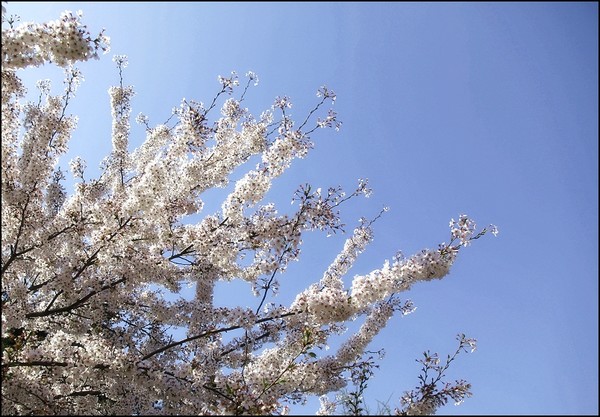 花痴看花之四月青岛樱花行11