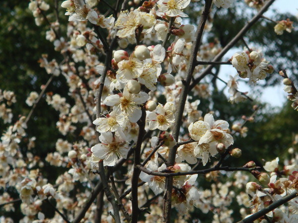 超山梅花vs我家水仙花15