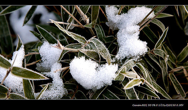 杭州初雪1