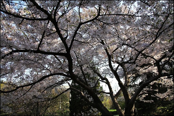 花痴看花之四月青岛樱花行3