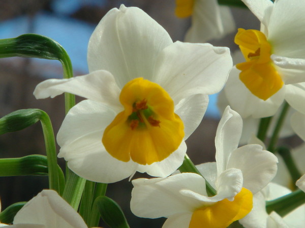 超山梅花vs我家水仙花1