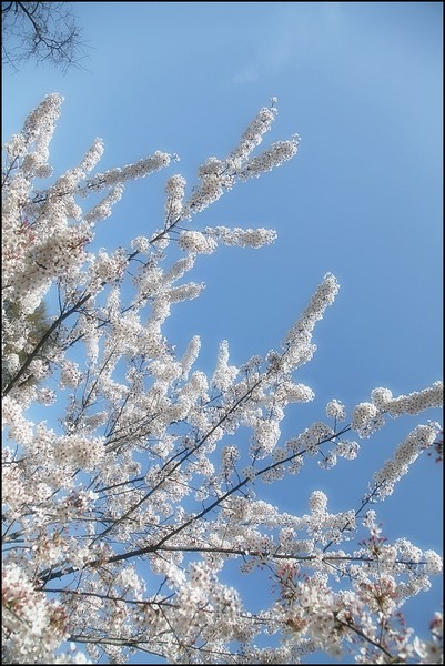 花痴看花之四月青岛樱花行1