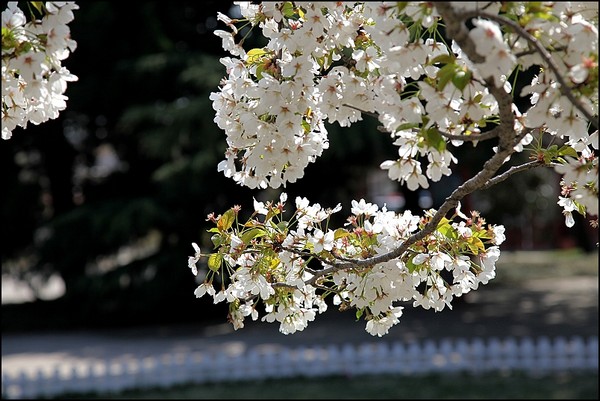 花痴看花之四月青岛樱花行15