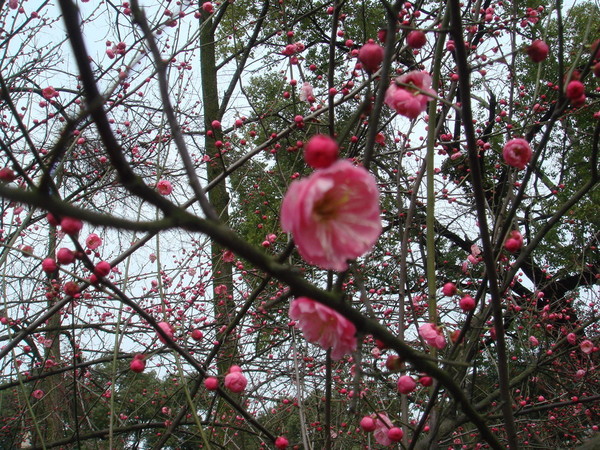 超山梅花vs我家水仙花5