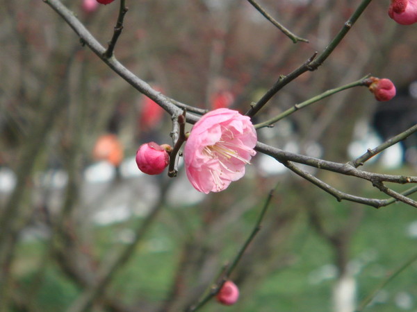 超山梅花vs我家水仙花7