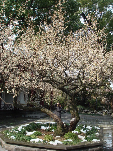 超山梅花vs我家水仙花13