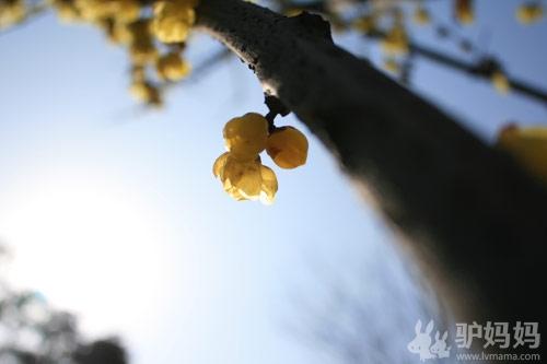 超山梅花节游玩攻略 北园篇：泛舟寻梅，在花丛中再自由穿梭一次7