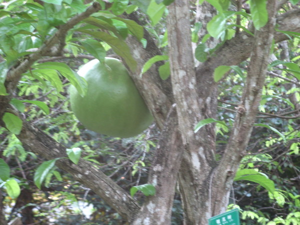 去马尔代夫不如走中国三亚11