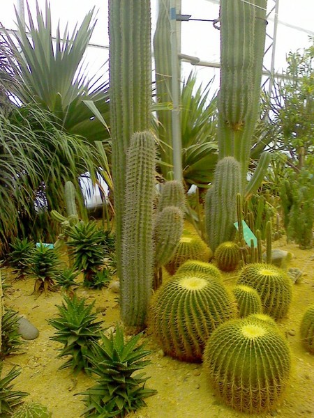 天津热带植物园观光（2010-01-01)9