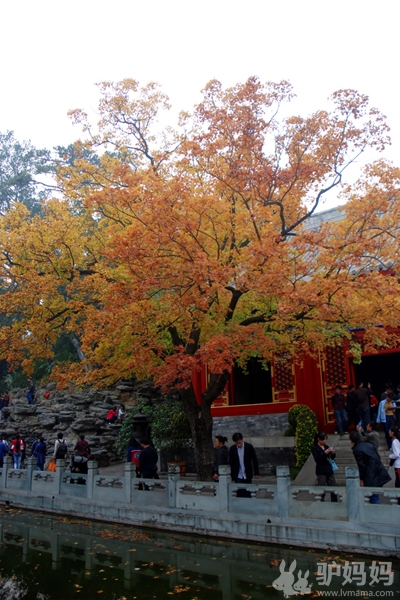 十月旅游好去处--秋染香山，红叶寄相思4