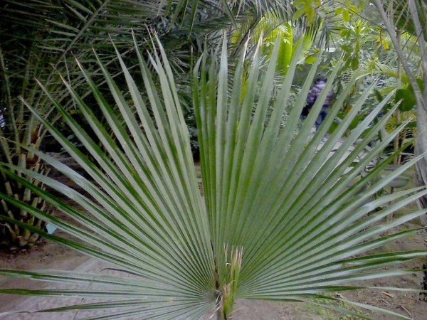 天津热带植物园观光（2010-01-01)5