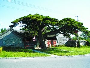 北京郊区有什么好玩的地方 北京周边游 凤凰岭下有个杏花村2