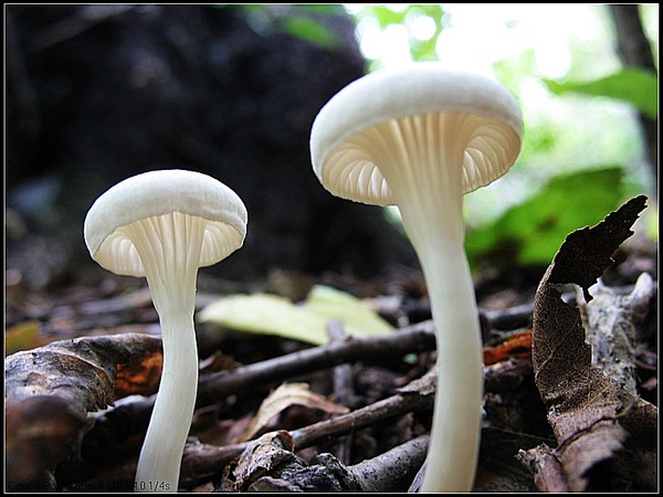 垄上行－－8月19-20日云蒙山（蘑菇篇）1