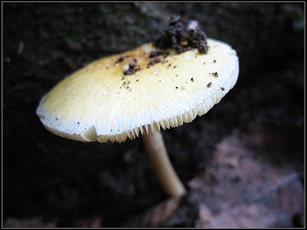 垄上行－－8月19-20日云蒙山（蘑菇篇）5