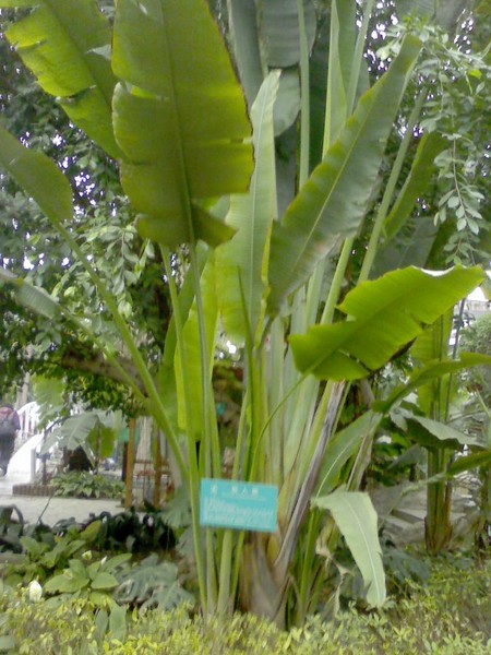 天津热带植物园观光（2010-01-01)8