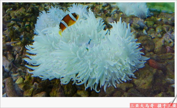 三亚生态大观园里的生物植物 【看看这些高科技的繁殖】1