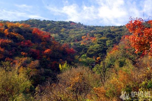 十月旅游好去处--秋染香山，红叶寄相思9