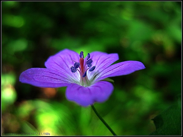 ７月３１日百花山大傻队－－人物花草风景篇，人物极少 -2