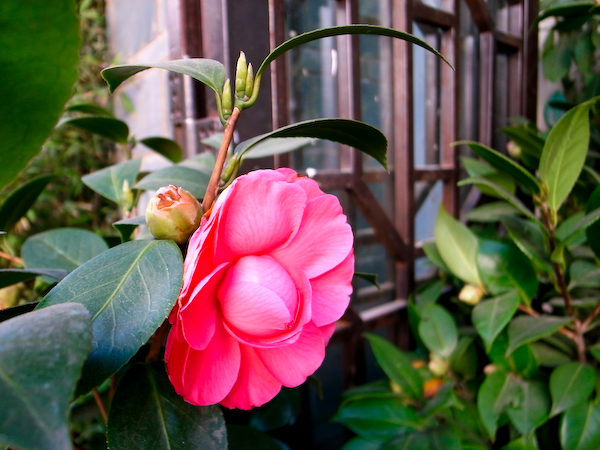 春城花鸟－－－昆明花鸟市场半日游5