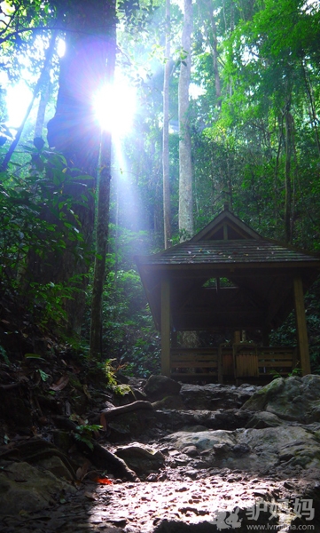 在西双版纳过个热带春节2