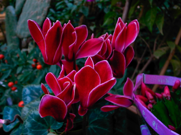 春城花鸟－－－昆明花鸟市场半日游7