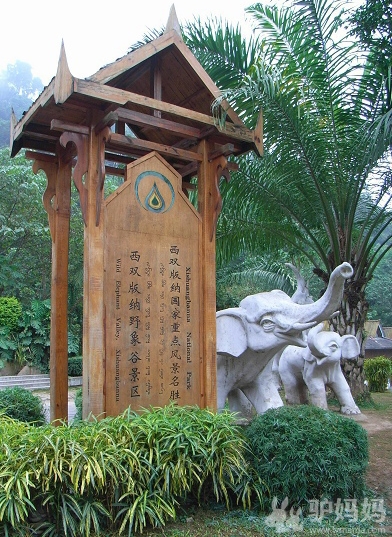 在西双版纳过个热带春节4