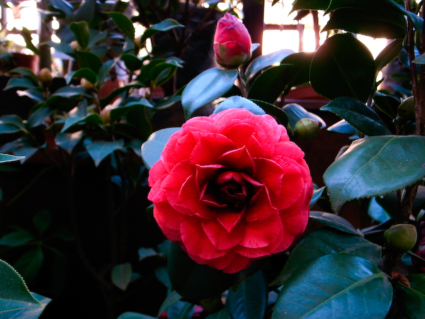 春城花鸟－－－昆明花鸟市场半日游15