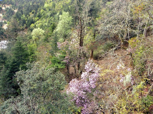 一个80的北京大爷拍的丽江片片，，真是不错！29