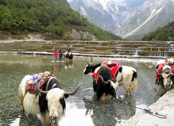 一个80的北京大爷拍的丽江片片，，真是不错！66