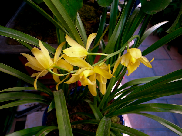 春城花鸟－－－昆明花鸟市场半日游4