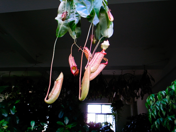 春城花鸟－－－昆明花鸟市场半日游2