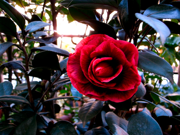 春城花鸟－－－昆明花鸟市场半日游13