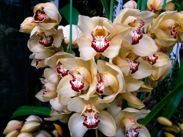 春城花鸟－－－昆明花鸟市场半日游9