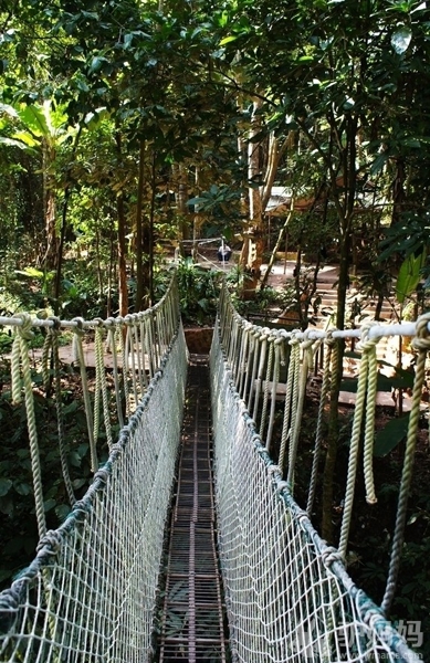 在西双版纳过个热带春节3