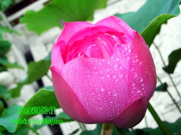 【重庆避暑行】(3)巴郡禅世界8