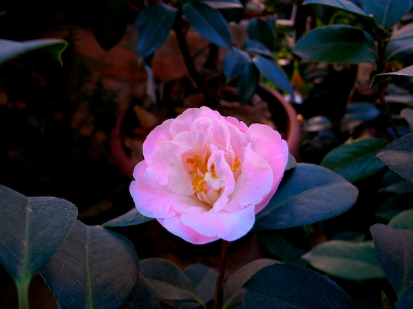 春城花鸟－－－昆明花鸟市场半日游14