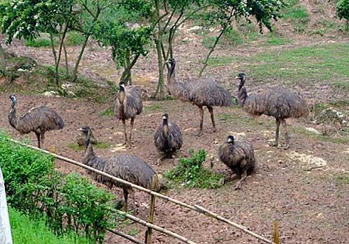 观电影《日照重庆》 漫游重庆看山城风情10