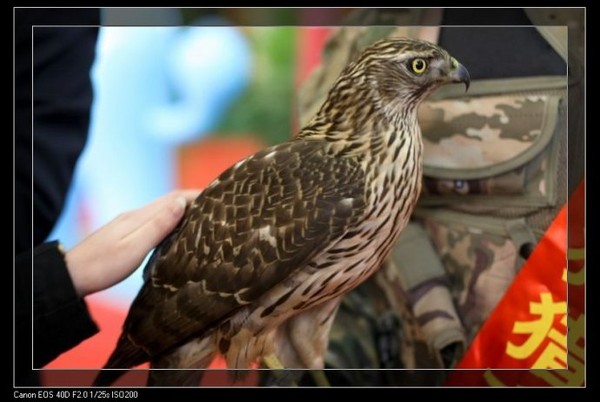 组图:旅交会上的风情佳丽1