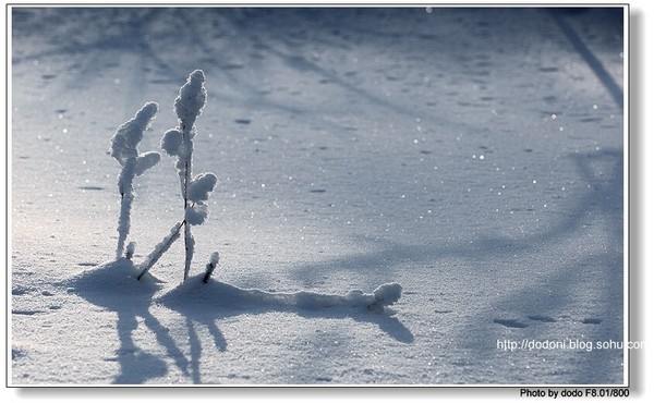 冬季恋歌--雪树银花的东北1