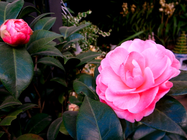 春城花鸟－－－昆明花鸟市场半日游10