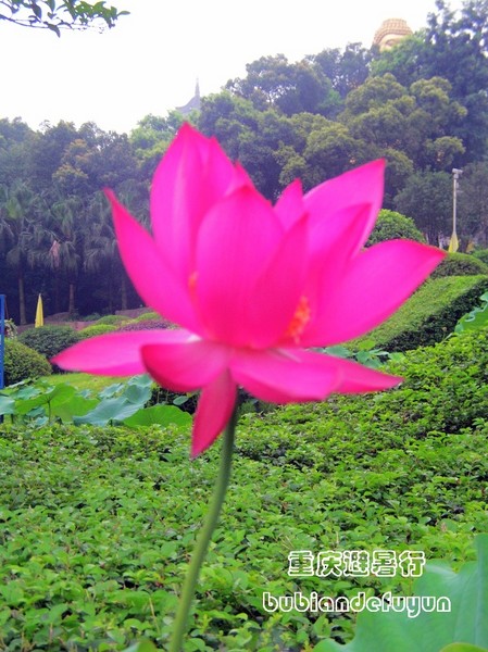 【重庆避暑行】(3)巴郡禅世界2