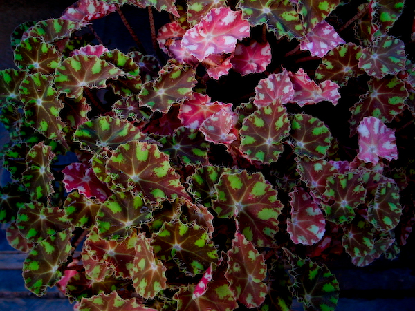 春城花鸟－－－昆明花鸟市场半日游11