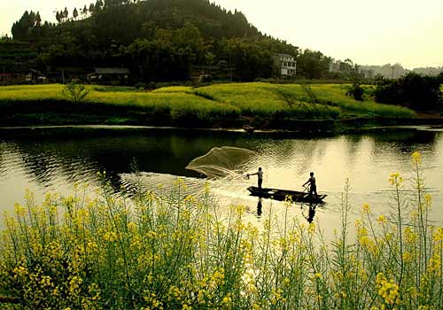 走马观花崇龛镇  油菜花海醉人心2