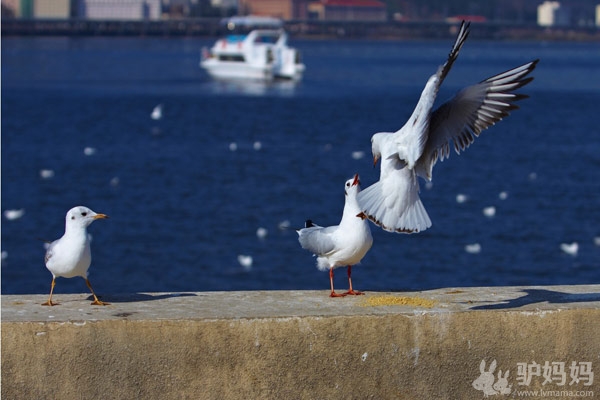 爱上南国灿烂阳光  2012元旦昆明自助游攻略4