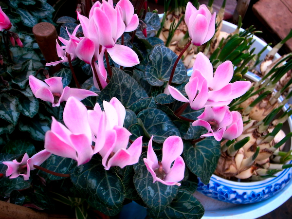 春城花鸟－－－昆明花鸟市场半日游6