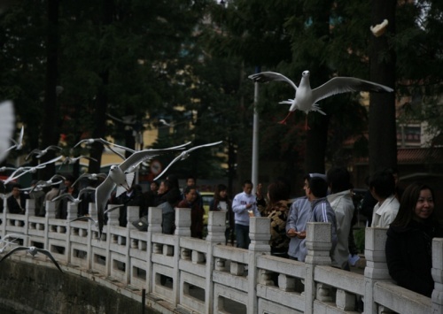 来自西伯利亚的白色精灵1