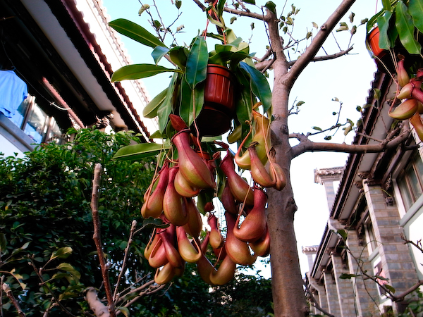 春城花鸟－－－昆明花鸟市场半日游3