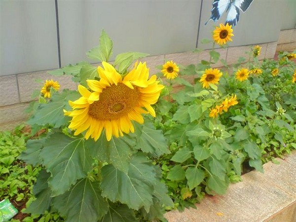 时光掉落在彩云之南——昆明篇1