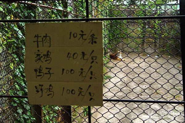 哈尔滨：东北虎林园4
